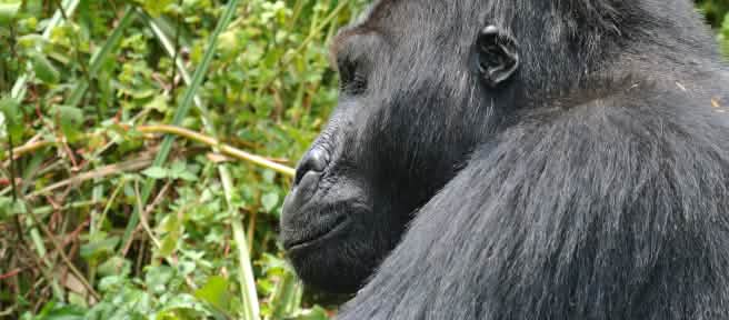 Gorila-de-grauer no Parque Nacional Kahuzi-Biega