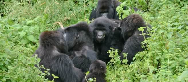 Gorilas no Parque Nacional do Virunga, novembro de 2021