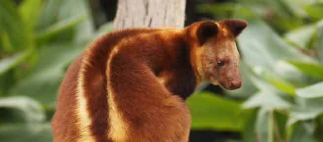 Canguru-arborícolas na Papua