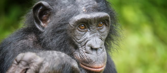Um bonobo