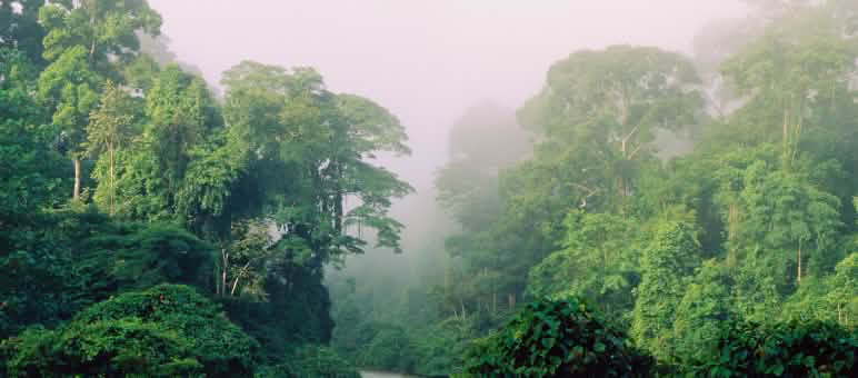 Nos trópicos, a diversidade das espécies é especialmente alta Um rio corre pela floresta tropical