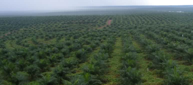 A razão principal pela destruição das florestas tropicais da Indonésia: plantações de dendezeiros