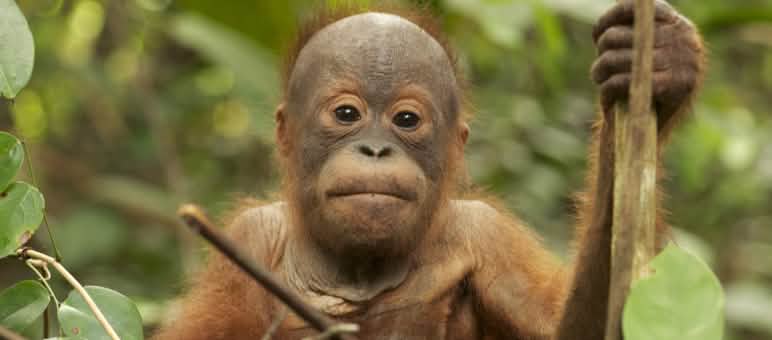 Tripa como habitat dos orangotangos de Sumatra resgatado