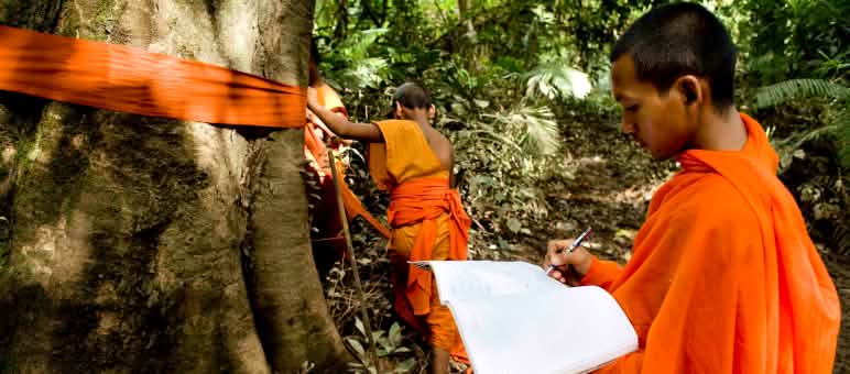 Monges do Camboja marcam e abençoam uma árvore-gigante no Vale do Areng.