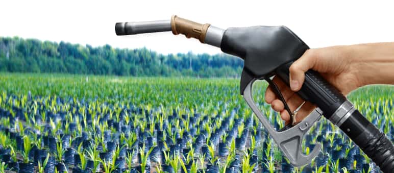Torneira diante de mudas de palmas de óleo para implantação de monoculturas de óleo de palma em floresta tropical Fotomontagem: Tampas de tanques de gasolina diante de mudas de palmas de óleo na floresta tropical