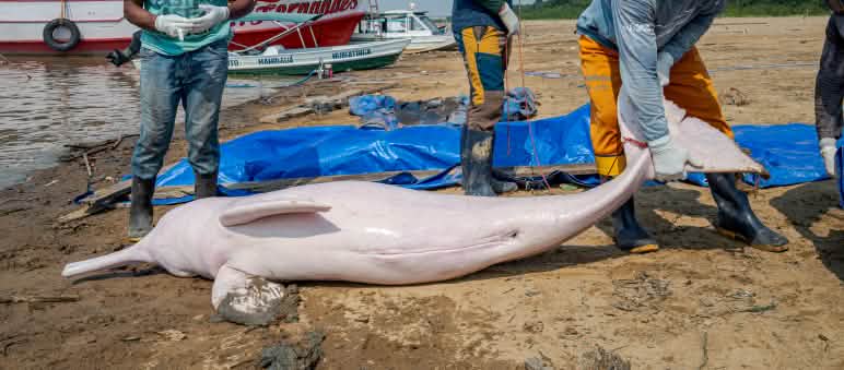 Três pessoas observam boto cor-de-rosa morto sobre areia, às margens de um rio