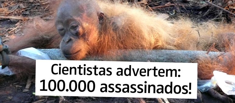 Plantações são morte para orangotangos Cientistas advertem: 100.000 assassinados!