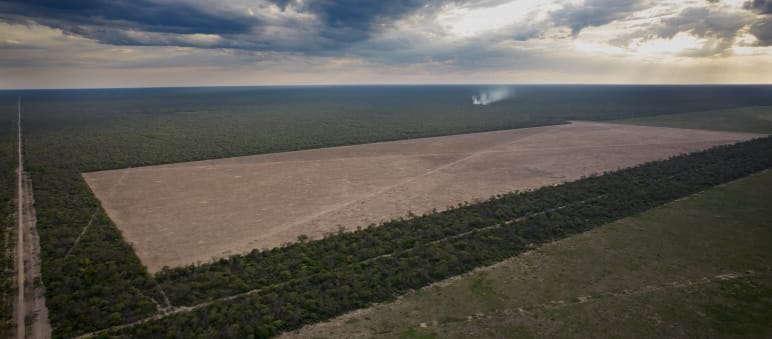 Fotografias aéreas de duas grandes áreas retangulares devastadas e caminhos de acesso abertos nas florestas.