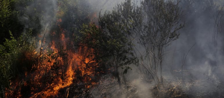 Arbustos em chamas e fumaça
