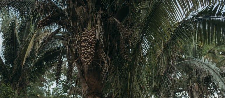 Palmeira babaçu com seus frutos