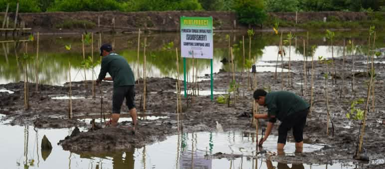 Dois homens plantando mudas de espécies do mangue no brejo