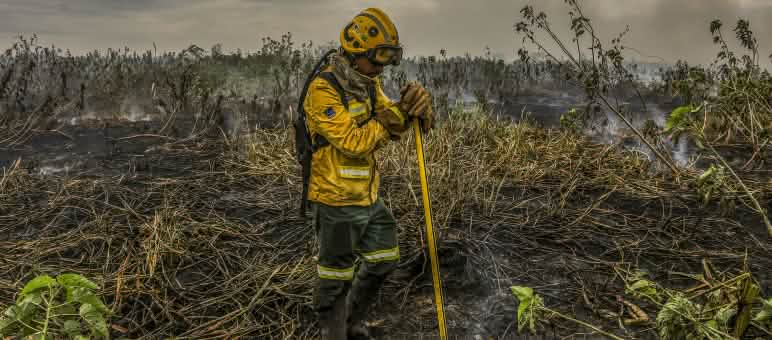 Brigadista está em pé, apoiado em uma ferramenta para apagar fogo, em meio a uma área de mata toda destruída pelo fogo no Pantanal