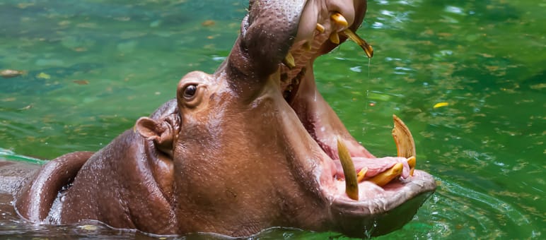 Hipopótamos estão na lista vermelha dos animais considerados vulneráveis Hipopótamo com a boca aberta