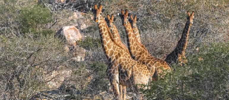 Girafas Girafas