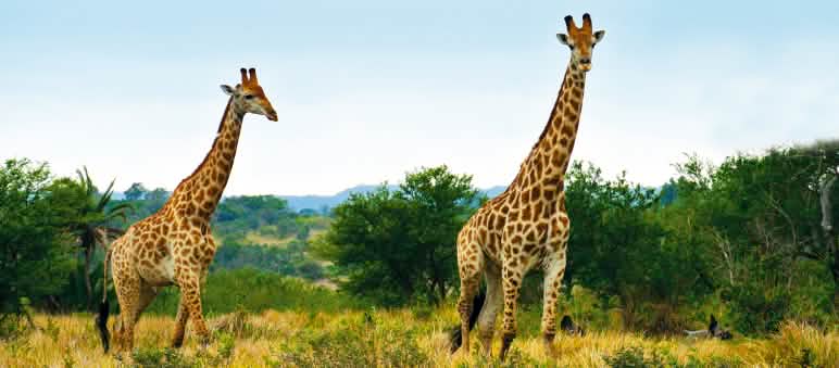 A exploração de petróleo no Parque Nacional Murchison Falls e a construção de oleoduto que passaria por outras áreas protegidas prejudicaria diversas espécies animais Girafas na África do Sul