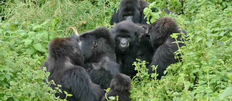 Gorilas no Parque Nacional do Virunga, novembro de 2021