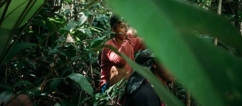 Um homem jovem indígena olha para a câmera, ele está entre folhas no meio da floresta