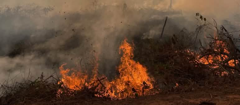 Chamas e fumaça em queimada proposital na floresta cobrindo a vegetação e o céu