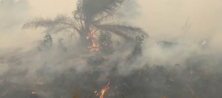 No Parque Nacional Tanjung Puting na Indonésia, ambientalistas tentam apagar o fogo.