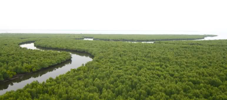Manguezal denso, perspectiva aérea. Um rio vai serpenteando pela floresta até a costa no horizonte.