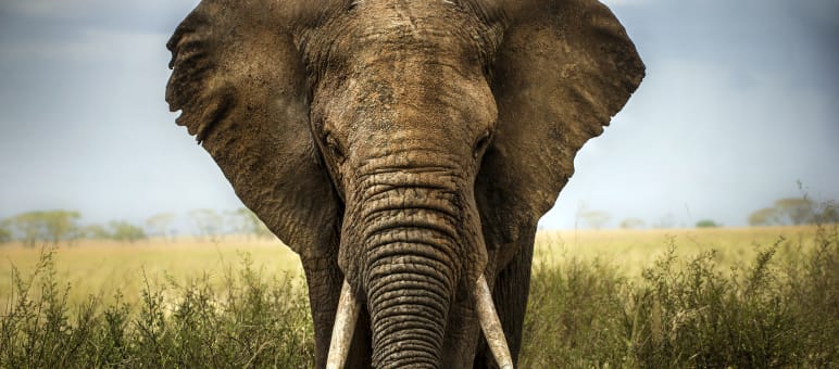 Adeptos da caça de troféu tem como alvos, em especial, animais imponentes. Elefante africano na savana
