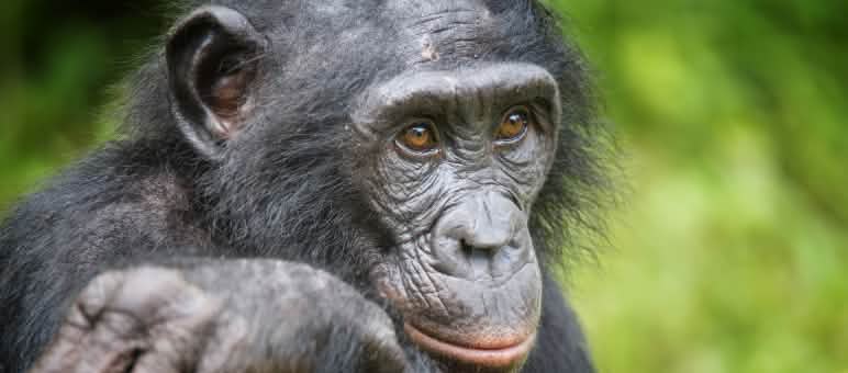 O habitat dos bonobos, uma das quatro espécies da família dos hominídeos, precisa ser conservado. Um bonobo