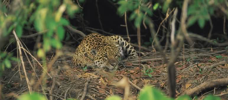 O cerrado e sua fauna é fortemente afetada pelas derrubadas. Onça-pintada no cerrado (Brasil)
