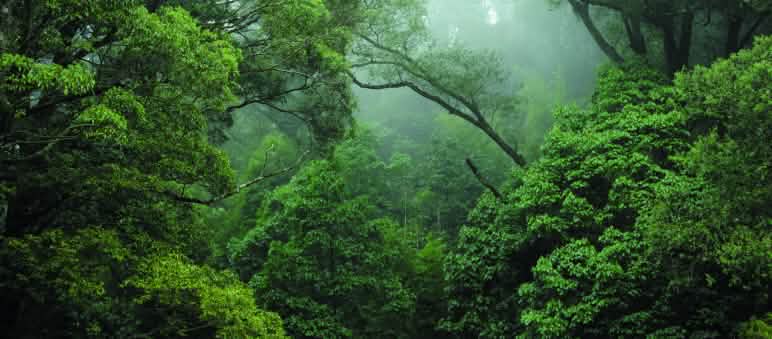 Floresta tropical no Congo Floresta tropical no Congo
