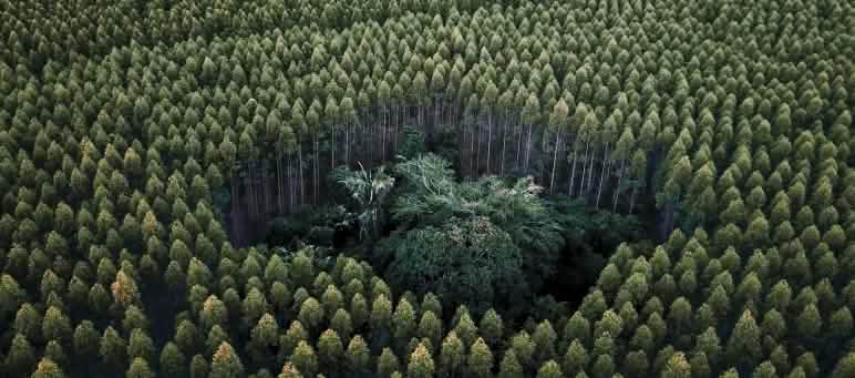 Floresta tropical sufocada por monocultura de eucaliptos