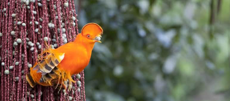 O exuberante galo-da-serra (Rupicola rupicola) é uma das inúmeras espécies de animais na Guiana Francesa Galo-da-serra cor-de-laranja (pássaro)