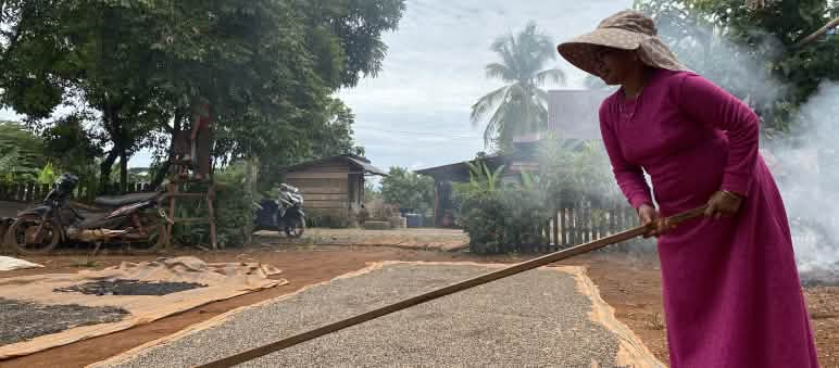 Sementes de pimenta distribuídas em esteiras grandes para secagem sob o sol