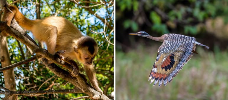 Colagem Biodiversidade Brasil