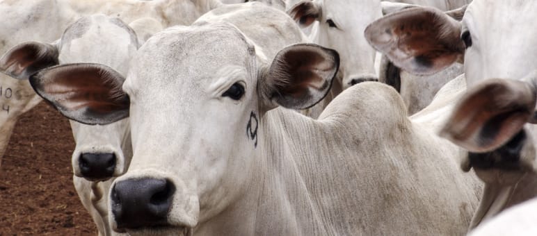 Manada bovina no Mato Grosso, Brasil
