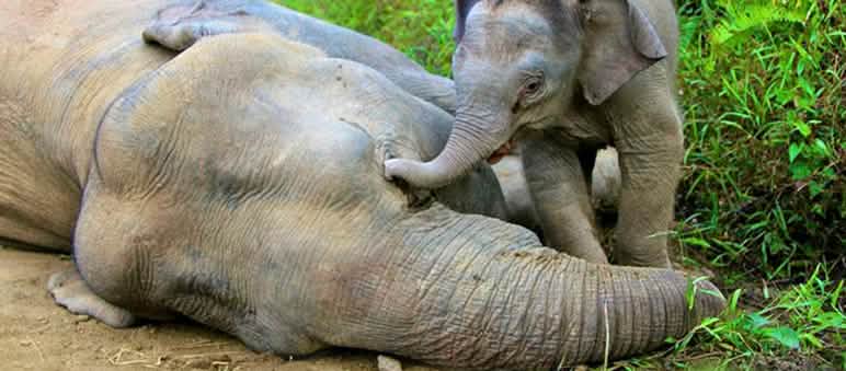 Foto: picture alliance / dpa Filhote de elefante tenta, em vão, acordar sua mãe envenenada