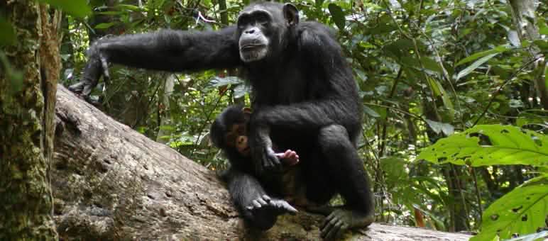 Chimpanzés no Parque Nacional Sapo