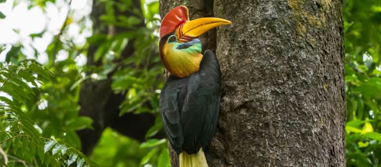 Calau nodoso em Sulawesi
