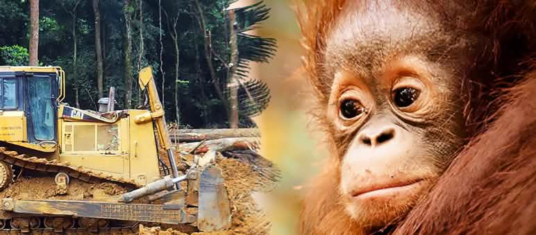 Orangotango no Parque Nacional Tanjung Puting. Foto: flickr/volanthevist (CC BY-NC-ND 2.0) A floresta tropical e o espaço vital dos orangotangos são destruídos para a produção de óleo-de-palma