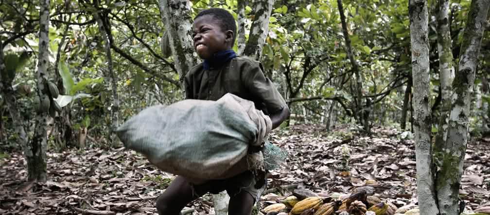 Muitas crianças trabalham duro, todo dia, na lavoura do cacau Trabalho infantil na lavoura do cacau, Costa do Marfim