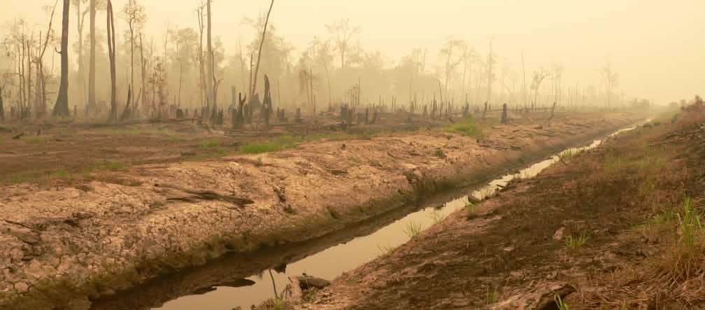 Floresta de pântano de turfa devastada para ceder lugar ao agronegócio de arrozais na Indonésia Floresta de pântano de turfa devastada para ceder lugar ao agronegócio de arrozais na Indonésia