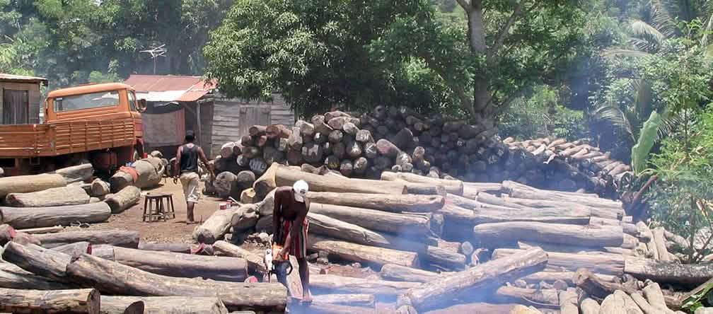 Madeiras preciosas ilegais perto do Parque Nacional de Masoala em Madagascar