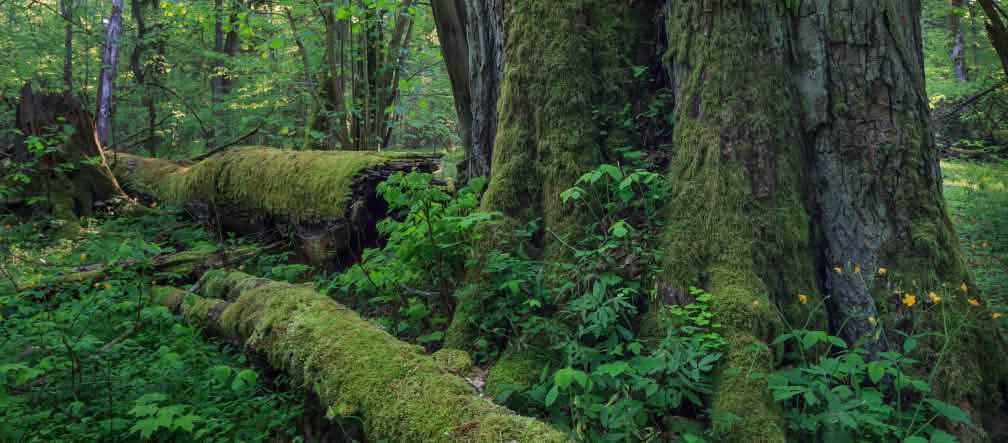 Esta sim é que deveria ser a aparência das florestas Uma árvore velha, árvores derrubadas apodrecendo na Floresta Bialowieza, na Polônia