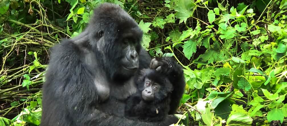 A exploração de petróleo ameaça os gorilas. Gorila com filhote em Virunga