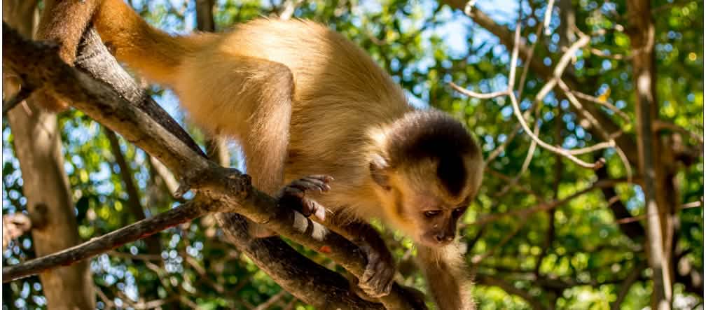 Macaco-caiarara subindo em um galho