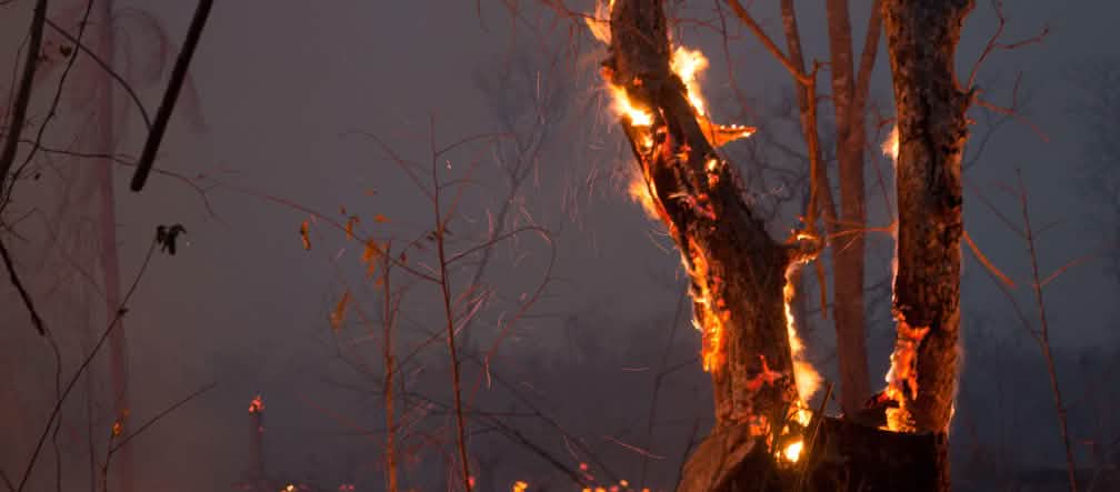 Floresta derrubada em chamas Floresta tropical a queimar na Bolívia