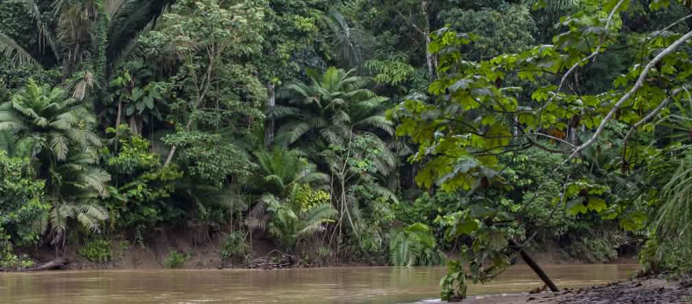 Curso de rio na floresta tropical do Parque Nacional do Yasuní