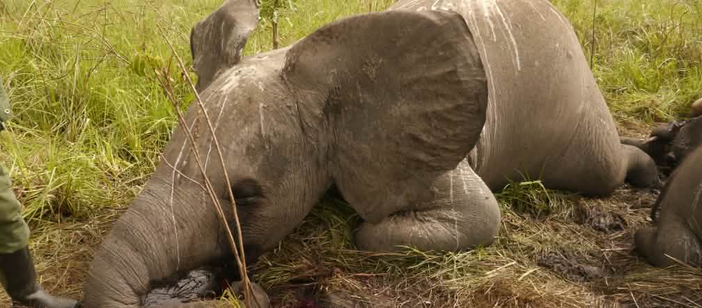 Elefante vítima de caça ilegal