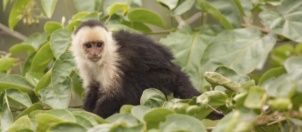 Macaco-prego-de-cara-branca