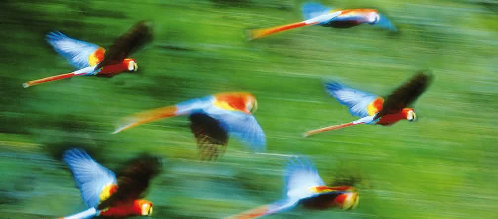 Araras voando em frente de floresta tropical borrada