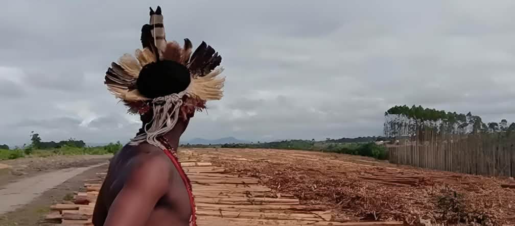 Habitante originário do Brasil observando monocultura de eucalipto Indígena em uma monocultura de eucalipto