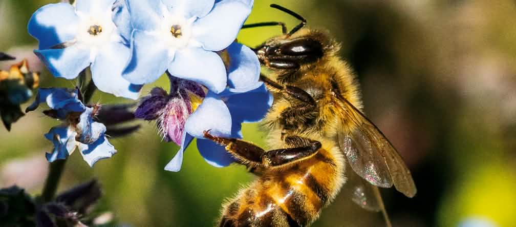 Abelha sobre uma flor